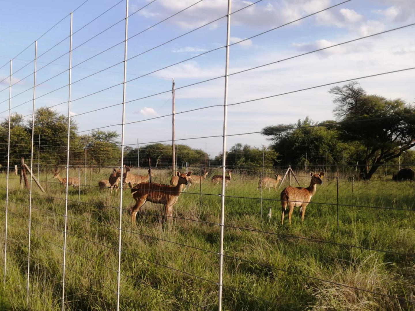 Farm for Sale - Limpopo